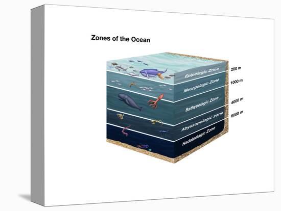 Zones of the Ocean-Spencer Sutton-Stretched Canvas