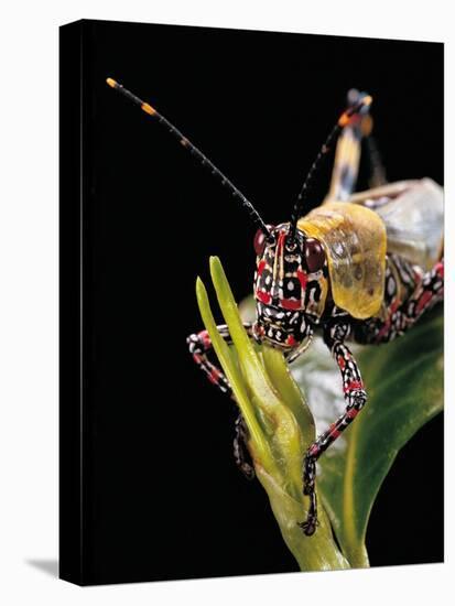 Zonocerus Variegatus (Elegant Grasshopper, Gaudy Grasshopper, Variegated Grasshopper) - Portrait-Paul Starosta-Stretched Canvas