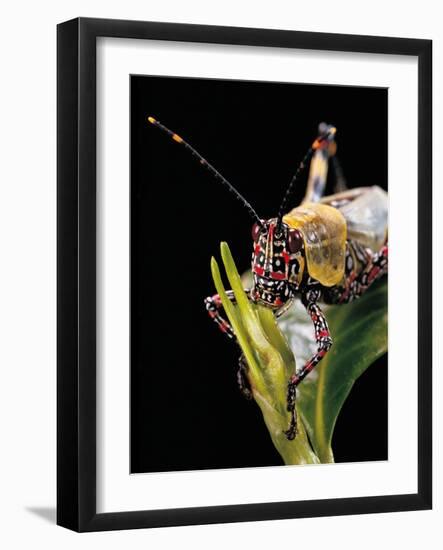Zonocerus Variegatus (Elegant Grasshopper, Gaudy Grasshopper, Variegated Grasshopper) - Portrait-Paul Starosta-Framed Photographic Print