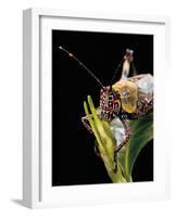 Zonocerus Variegatus (Elegant Grasshopper, Gaudy Grasshopper, Variegated Grasshopper) - Portrait-Paul Starosta-Framed Photographic Print