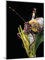 Zonocerus Variegatus (Elegant Grasshopper, Gaudy Grasshopper, Variegated Grasshopper) - Portrait-Paul Starosta-Mounted Photographic Print