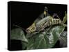 Zonocerus Variegatus (Elegant Grasshopper, Gaudy Grasshopper, Variegated Grasshopper)-Paul Starosta-Stretched Canvas