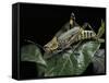 Zonocerus Variegatus (Elegant Grasshopper, Gaudy Grasshopper, Variegated Grasshopper)-Paul Starosta-Framed Stretched Canvas