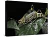 Zonocerus Variegatus (Elegant Grasshopper, Gaudy Grasshopper, Variegated Grasshopper)-Paul Starosta-Stretched Canvas