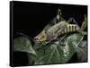 Zonocerus Variegatus (Elegant Grasshopper, Gaudy Grasshopper, Variegated Grasshopper)-Paul Starosta-Framed Stretched Canvas