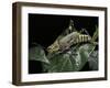 Zonocerus Variegatus (Elegant Grasshopper, Gaudy Grasshopper, Variegated Grasshopper)-Paul Starosta-Framed Photographic Print