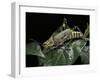 Zonocerus Variegatus (Elegant Grasshopper, Gaudy Grasshopper, Variegated Grasshopper)-Paul Starosta-Framed Photographic Print