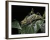 Zonocerus Variegatus (Elegant Grasshopper, Gaudy Grasshopper, Variegated Grasshopper)-Paul Starosta-Framed Photographic Print