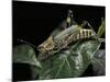 Zonocerus Variegatus (Elegant Grasshopper, Gaudy Grasshopper, Variegated Grasshopper)-Paul Starosta-Mounted Photographic Print