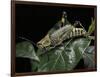 Zonocerus Variegatus (Elegant Grasshopper, Gaudy Grasshopper, Variegated Grasshopper)-Paul Starosta-Framed Photographic Print