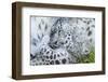 Zoo, Snow Leopards, Unica Unica, Dam, Young, Guards, Series, Wildlife, Animals, Wild Animals-Ronald Wittek-Framed Premium Photographic Print