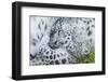 Zoo, Snow Leopards, Unica Unica, Dam, Young, Guards, Series, Wildlife, Animals, Wild Animals-Ronald Wittek-Framed Premium Photographic Print