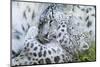 Zoo, Snow Leopards, Unica Unica, Dam, Young, Guards, Series, Wildlife, Animals, Wild Animals-Ronald Wittek-Mounted Premium Photographic Print