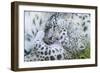 Zoo, Snow Leopards, Unica Unica, Dam, Young, Guards, Series, Wildlife, Animals, Wild Animals-Ronald Wittek-Framed Photographic Print