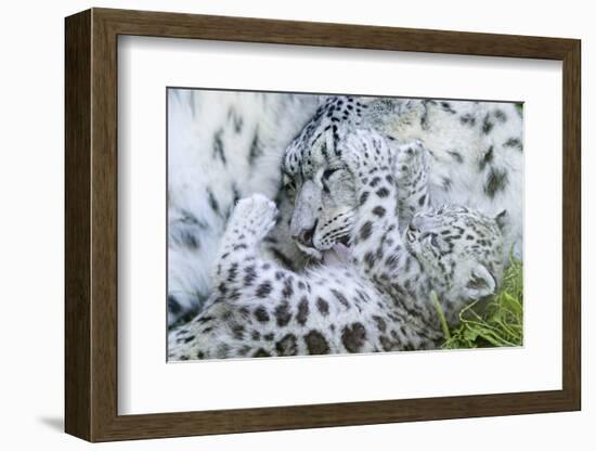 Zoo, Snow Leopards, Unica Unica, Dam, Young, Guards, Series, Wildlife, Animals, Wild Animals-Ronald Wittek-Framed Photographic Print