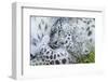 Zoo, Snow Leopards, Unica Unica, Dam, Young, Guards, Series, Wildlife, Animals, Wild Animals-Ronald Wittek-Framed Photographic Print