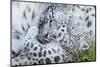 Zoo, Snow Leopards, Unica Unica, Dam, Young, Guards, Series, Wildlife, Animals, Wild Animals-Ronald Wittek-Mounted Photographic Print