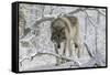 Zoo Wolf 03-Gordon Semmens-Framed Stretched Canvas