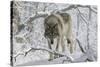 Zoo Wolf 03-Gordon Semmens-Stretched Canvas