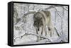 Zoo Wolf 03-Gordon Semmens-Framed Stretched Canvas