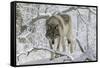 Zoo Wolf 03-Gordon Semmens-Framed Stretched Canvas