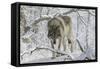 Zoo Wolf 03-Gordon Semmens-Framed Stretched Canvas