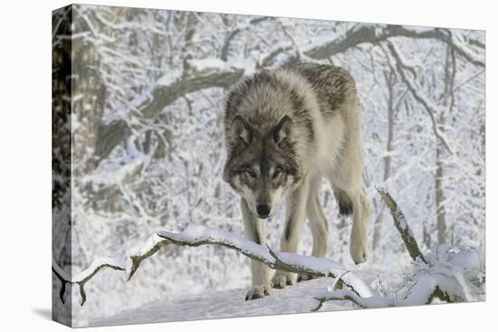 Zoo Wolf 03-Gordon Semmens-Stretched Canvas