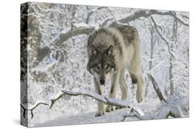 Zoo Wolf 03-Gordon Semmens-Stretched Canvas