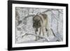 Zoo Wolf 03-Gordon Semmens-Framed Photographic Print