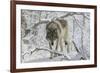 Zoo Wolf 03-Gordon Semmens-Framed Photographic Print