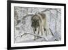 Zoo Wolf 03-Gordon Semmens-Framed Photographic Print