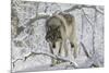 Zoo Wolf 03-Gordon Semmens-Mounted Photographic Print