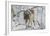 Zoo Wolf 03-Gordon Semmens-Framed Photographic Print