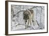 Zoo Wolf 03-Gordon Semmens-Framed Photographic Print