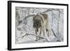Zoo Wolf 03-Gordon Semmens-Framed Photographic Print