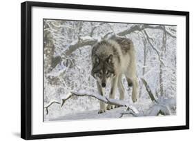 Zoo Wolf 03-Gordon Semmens-Framed Photographic Print