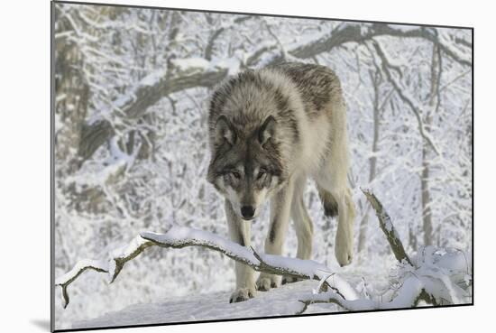 Zoo Wolf 03-Gordon Semmens-Mounted Photographic Print