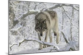 Zoo Wolf 03-Gordon Semmens-Mounted Photographic Print