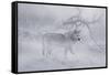 Zoo Wolf 04-Gordon Semmens-Framed Stretched Canvas