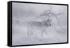 Zoo Wolf 04-Gordon Semmens-Framed Stretched Canvas