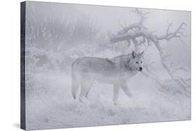 Zoo Wolf 04-Gordon Semmens-Stretched Canvas