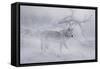 Zoo Wolf 04-Gordon Semmens-Framed Stretched Canvas