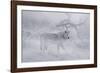 Zoo Wolf 04-Gordon Semmens-Framed Photographic Print