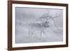 Zoo Wolf 04-Gordon Semmens-Framed Photographic Print