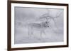 Zoo Wolf 04-Gordon Semmens-Framed Photographic Print