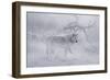 Zoo Wolf 04-Gordon Semmens-Framed Photographic Print