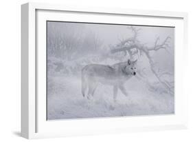 Zoo Wolf 04-Gordon Semmens-Framed Photographic Print