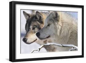 Zoo Wolf 05-Gordon Semmens-Framed Premium Photographic Print