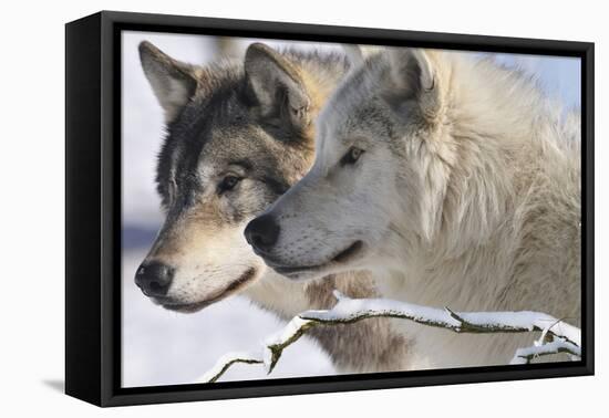 Zoo Wolf 05-Gordon Semmens-Framed Stretched Canvas