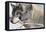 Zoo Wolf 05-Gordon Semmens-Framed Stretched Canvas
